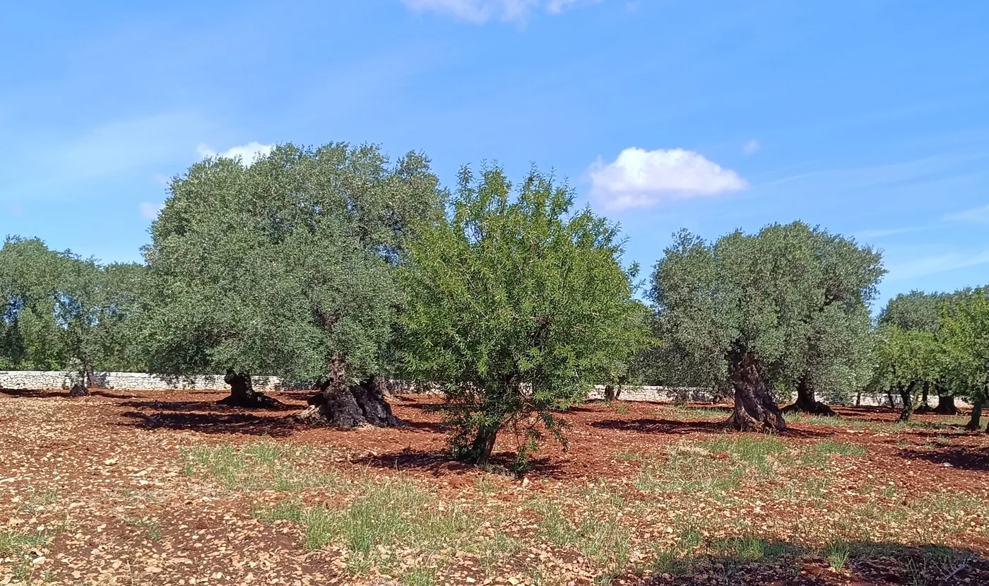 Champ d'oliviers centenaires dans la campagne des Pouilles